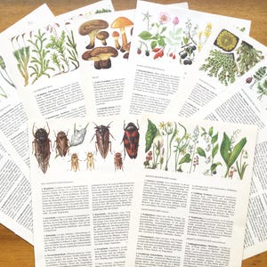 Nature theme ephemera pack, botanical book pages, plants, mushrooms, insects and flowers for collage, scrapbooking, junk journal.