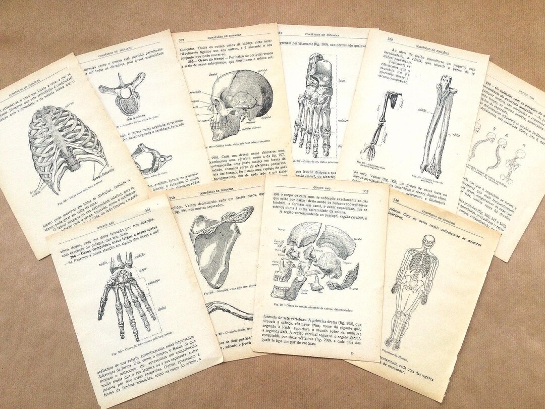 Vintage Human Anatomy Prints, Skeleton & Bones, 1950s Book Pages - Etsy
