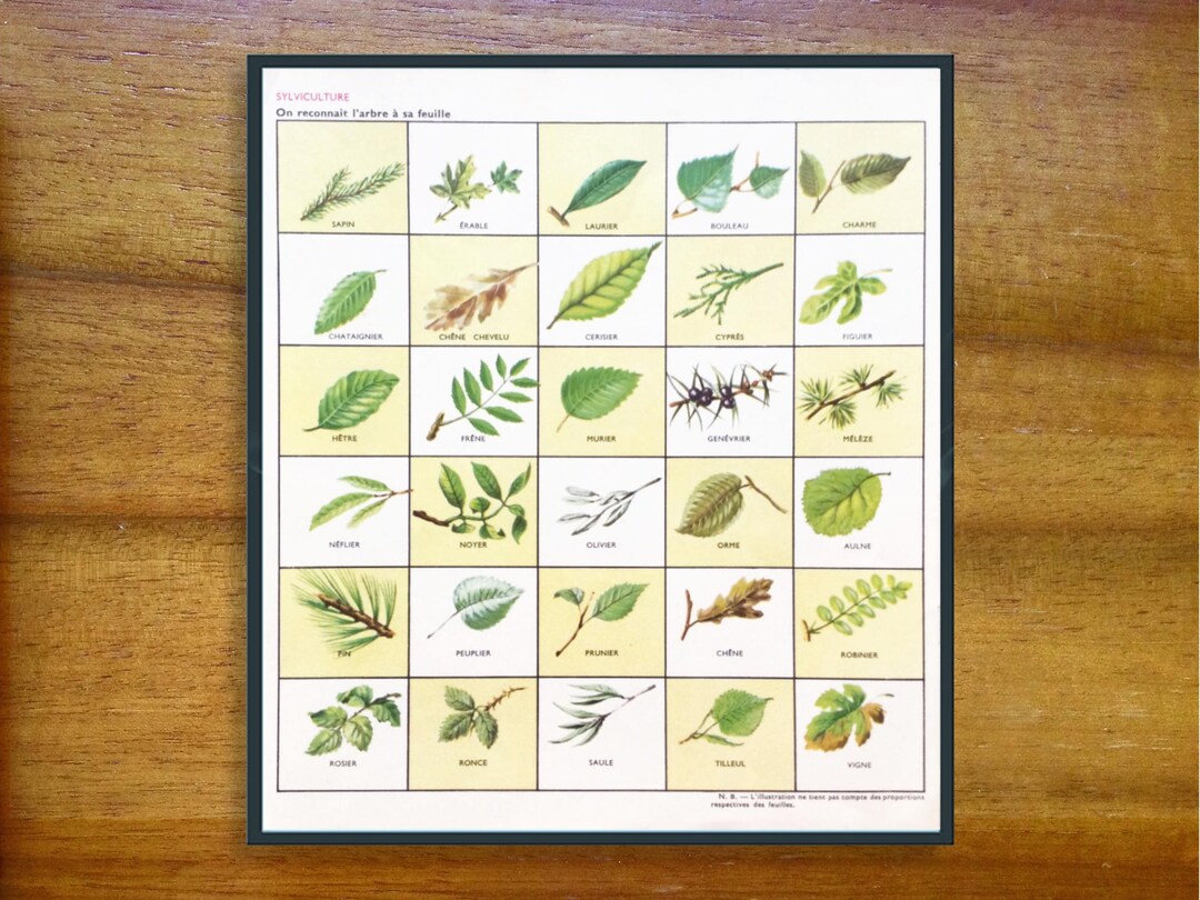 Vintage French Botanical Print, Tree Leaf Identification Chart ...