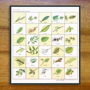 May include: A vintage botanical chart featuring various leaf types, arranged in a grid. Each leaf is illustrated with its name below. The chart has a dark green border and is set against a light yellow background.