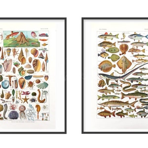 Visafdrukken, kunst aan de muur in de badkamer, illustraties van weekdieren, mariene biologie. Keuze uit 3 dubbelzijdige borden.