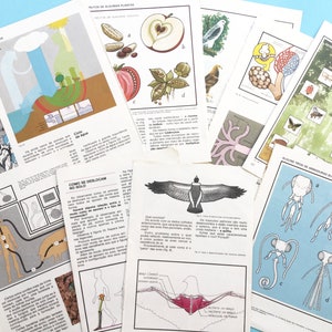 Páginas de livros de biologia, arte de insetos, história natural, arte de parede botânica. efêmera de papel vintage, conjunto de 10 páginas