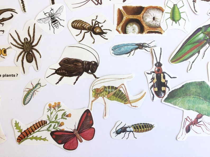 Vintage paper ephemera for your scrapbook or junk journal collage kit cut out insects