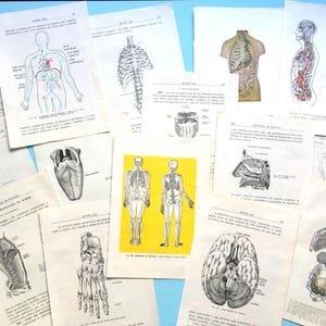 Páginas de livros de anatomia, corpo humano, arte de anatomia vintage para colagem, arte alterada, livros quebrados, decoração de parede de banheiro