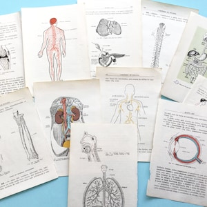 Páginas antigas de anatomia, corpo humano, arte de anatomia para colagem, arte alterada, decoração de parede de banheiro