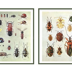 Arte de insetos, estampas vintage para decoração de parede, molduras, confecção de cartões, decoupage.