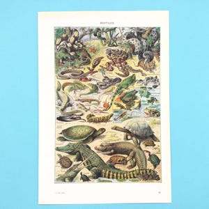 Fransk vintage reptilposter, zoologitryck, Adolphe Millot, gammal ordbokssida, reptildekor.