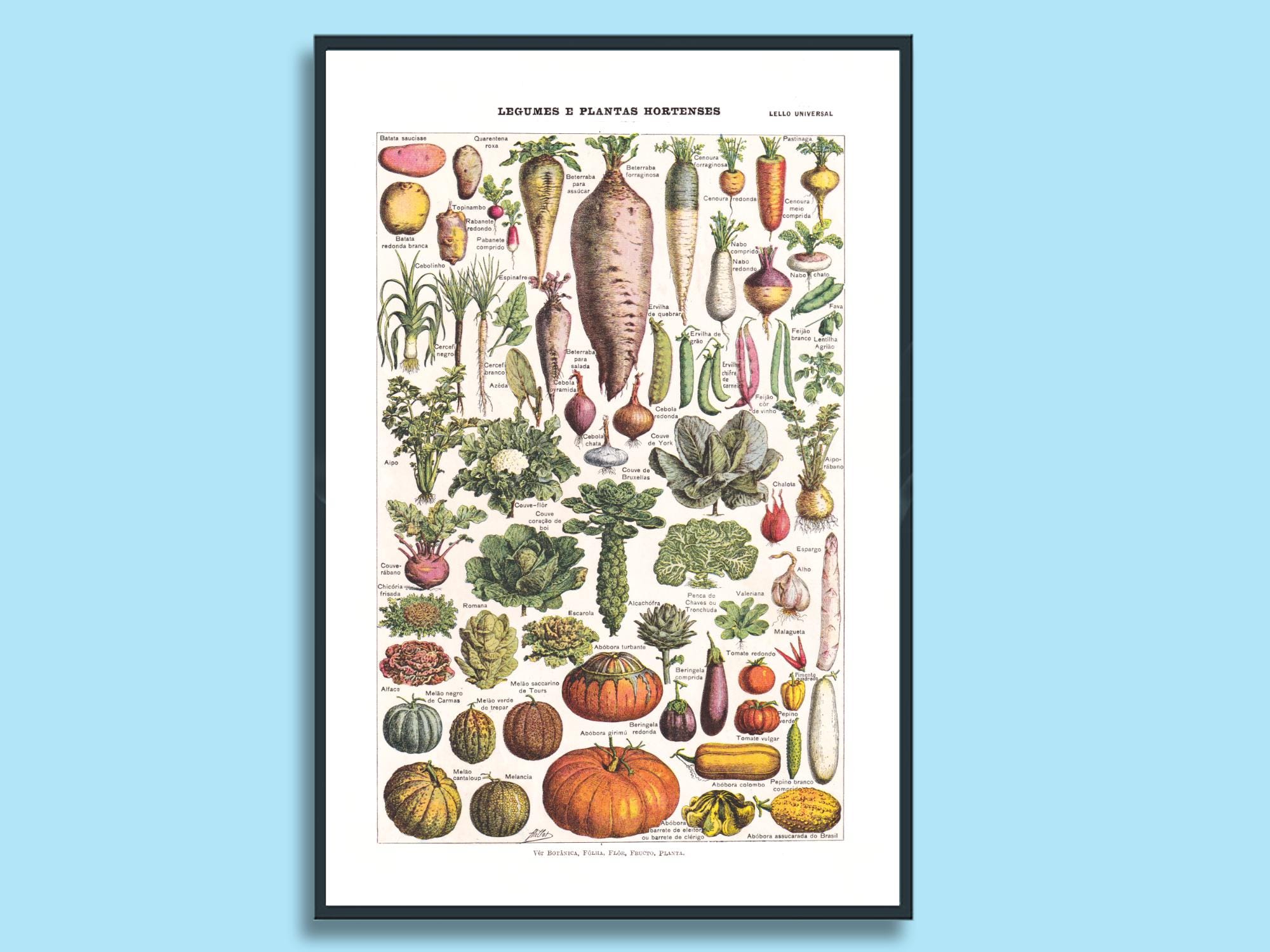 Vegetable Art, Botanical Print, Adolph Millot, Kitchen Wall Art or Collage  Supply. - Etsy, image size:2000x1500