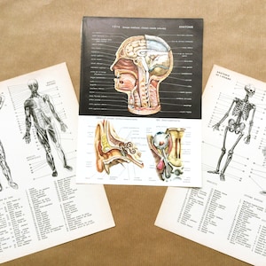 Franse vintage anatomieposters, biologiegrafiek, anatomische kunst voor collage, junkjournal, anatomische kunst aan de muur.
