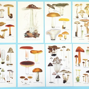 Impressions de champignons, paquet de papier éphémère, champignon, pages de vieux livres pour le collage, l'encadrement, la fabrication de cartes ou le scrapbooking. Lot de 8.