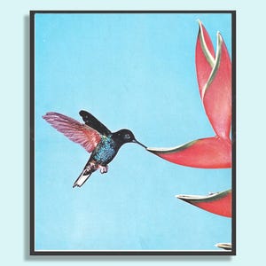 Impresión vintage de colibrí, póster de pájaro, arte de pájaro de los años 60 para enmarcar, hacer collage o arte alterado.