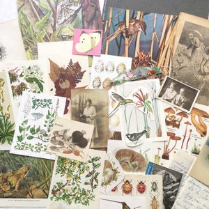 Cottagecore Epherema Pack, alte Buchseiten, Vogelabdrücke, Victoriana, Spitze, gepresste Blumen, alte Fotos, Scrapbookingzubehör.