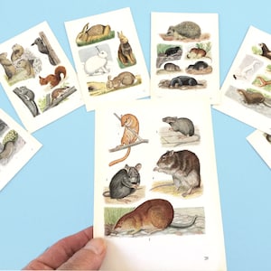 Paquete efímero de papel, páginas de libros de animales para hacer tarjetas, collage, encuadre o diario basura.