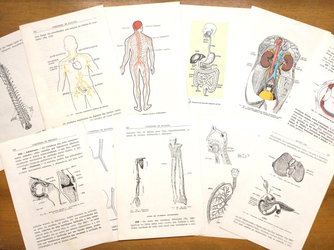 Vintage Anatomy Book Pages, Human Body, Biology Ephemera Pack, Set of ...