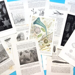 Páginas de biologia marinha, radiolários, arte de peixes, vida oceânica, para colagem, criação de cartões ou diários. Conjunto de 14 páginas.