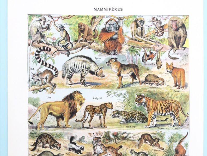 Vintage Animal Prints Book Pages Animal Wall Art Junk Etsy