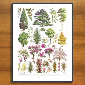 French Antique botanical print, vintage tree poster, floral print, tree recognition print. Adolphe Millot.