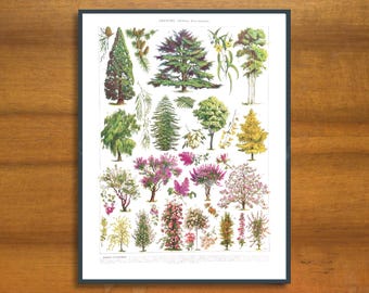 French Botanical Tree Print, Vintage Adolphe Millot Illustration
