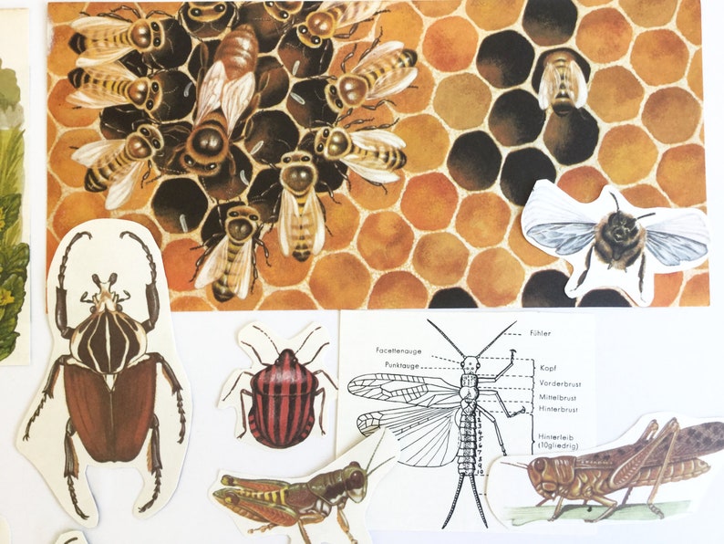Vintage paper ephemera for your scrapbook or junk journal collage kit cut out insects