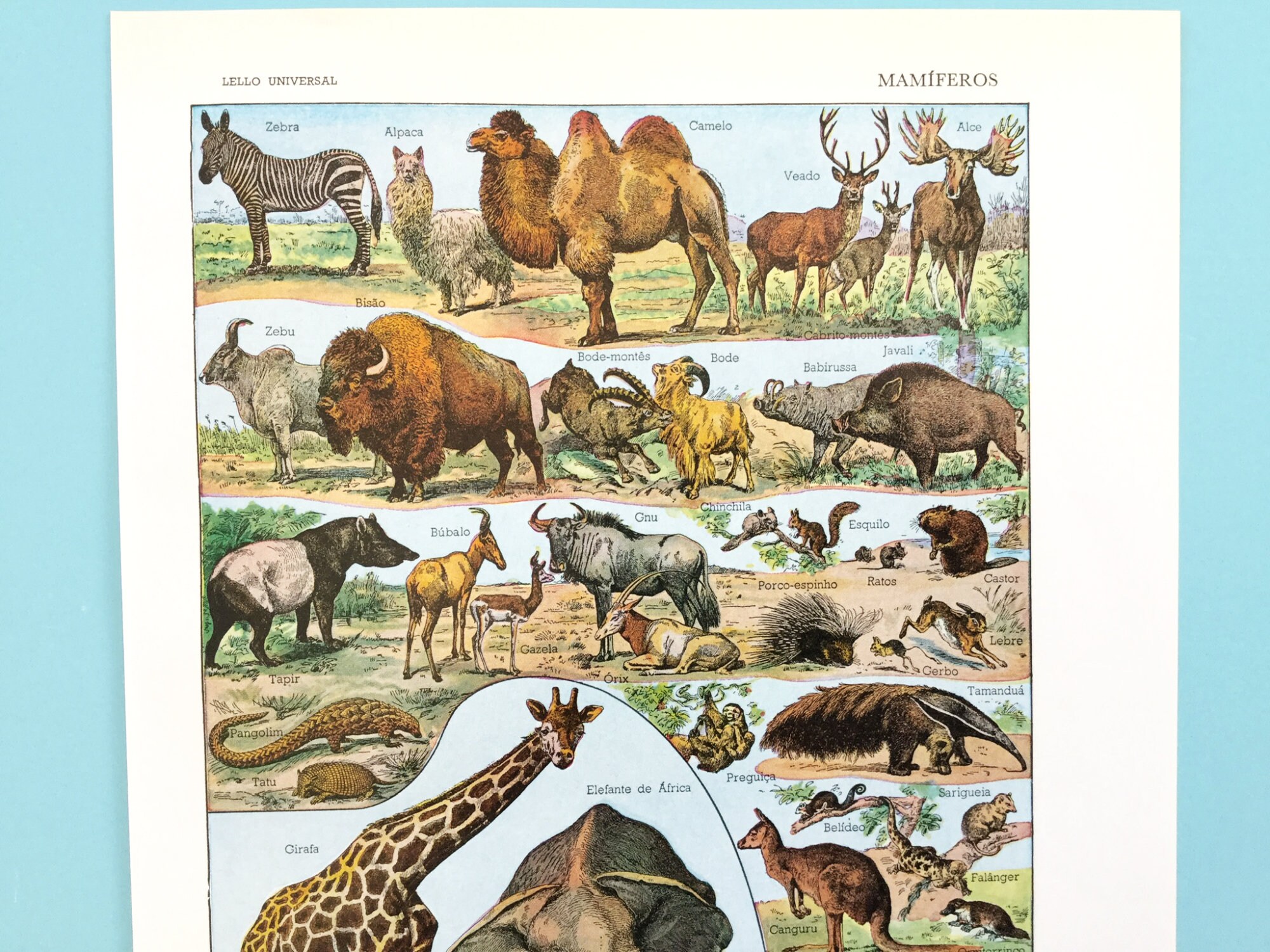 Vintage animal prints book pages animal wall art junk Etsy