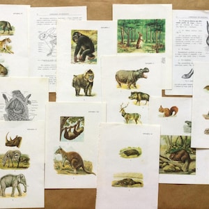 Ilustrações vintage de zoologia, páginas de livros sobre animais selvagens para fazer cartões, colagens, molduras ou diários de recortes.
