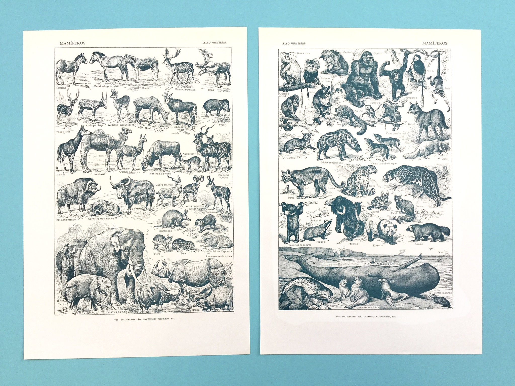 Vintage animal prints book pages animal wall art junk Etsy