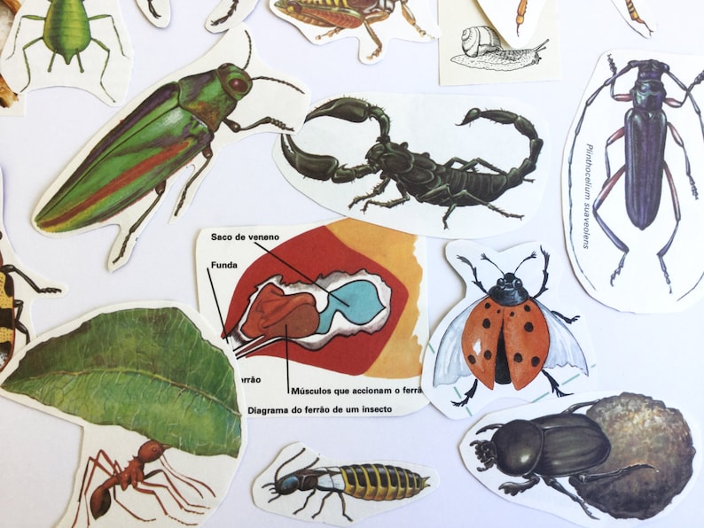 Vintage paper ephemera for your scrapbook or junk journal collage kit cut out insects
