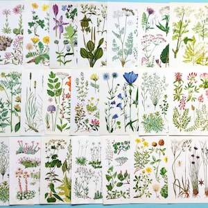 Vintage bloemenprints, wilde bloemen, botanisch uit de jaren 60, junkjournal, cottage core, kaarten maken. Set van 21 pagina's.