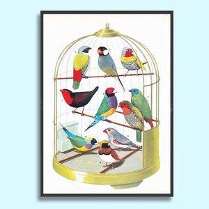 Poster di uccelli d'epoca, opere d'arte di uccelli degli anni '60 da incorniciare, uccelli in gabbia, opere d'arte modificate, collage o per la tenuta di un diario.