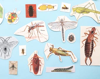 Vintage-Insekten-Ephemera-Set, Entomologie-Collage-Ausschnitte, Bastelbedarf