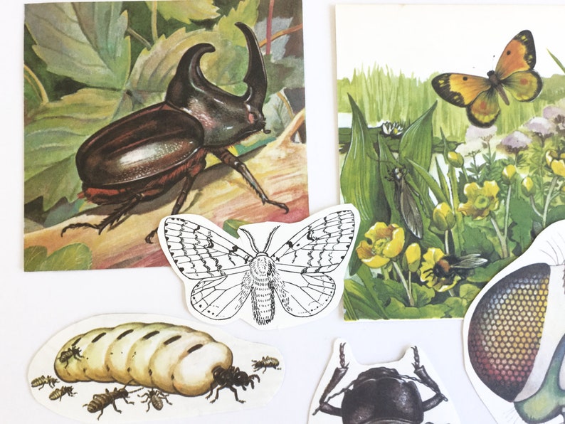 Vintage paper ephemera for your scrapbook or junk journal collage kit cut out insects