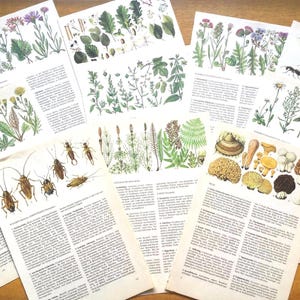 Nature theme ephemera pack, botanical book pages, plants, mushrooms, insects and flowers for collage, scrapbooking, junk journal.