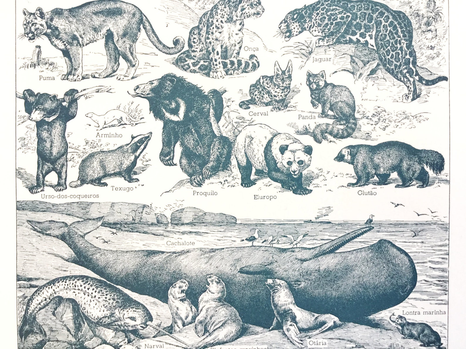 Vintage Animal Prints Book Pages Animal Wall Art Junk Etsy