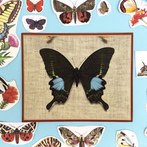 Kit de colagem de borboletas, arte entomológica, borboletas e mariposas, pacote de itens efêmeros de papel, para diário de recortes, álbum de recortes, projeto escolar.