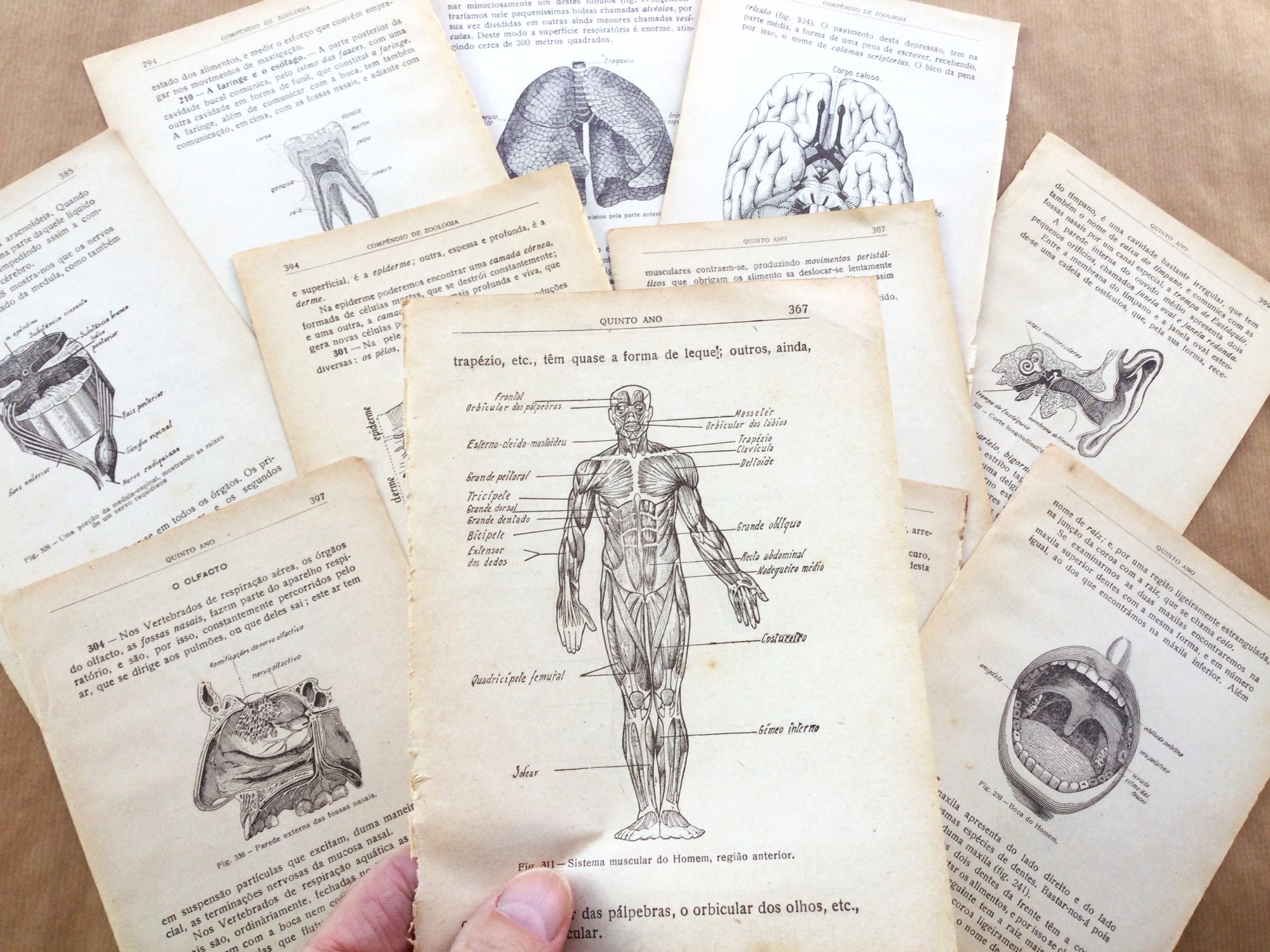 Vintage Anatomy Pages Human Body Anatomy Art for Collage - Etsy