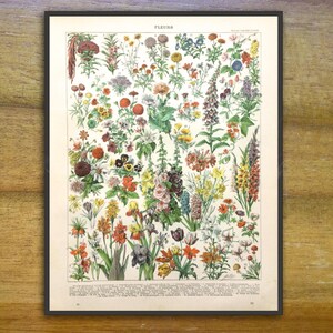 Antieke botanische print, bloemenboekpagina, keukenmuurkunst, junkdagboek, bloemenprint. Adolf Millot.