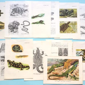 Gravuras vintage de répteis, páginas de livros de zoologia, itens efêmeros de répteis, anfíbios, arte de cobras. Pacote com 13.