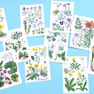Páginas de livro de flores, gravuras botânicas vintage para colagem, criação de cartões, diário de recortes. Conjunto de 10