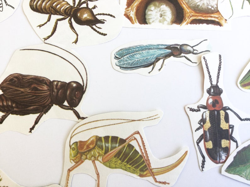 Vintage paper ephemera for your scrapbook or junk journal collage kit cut out insects