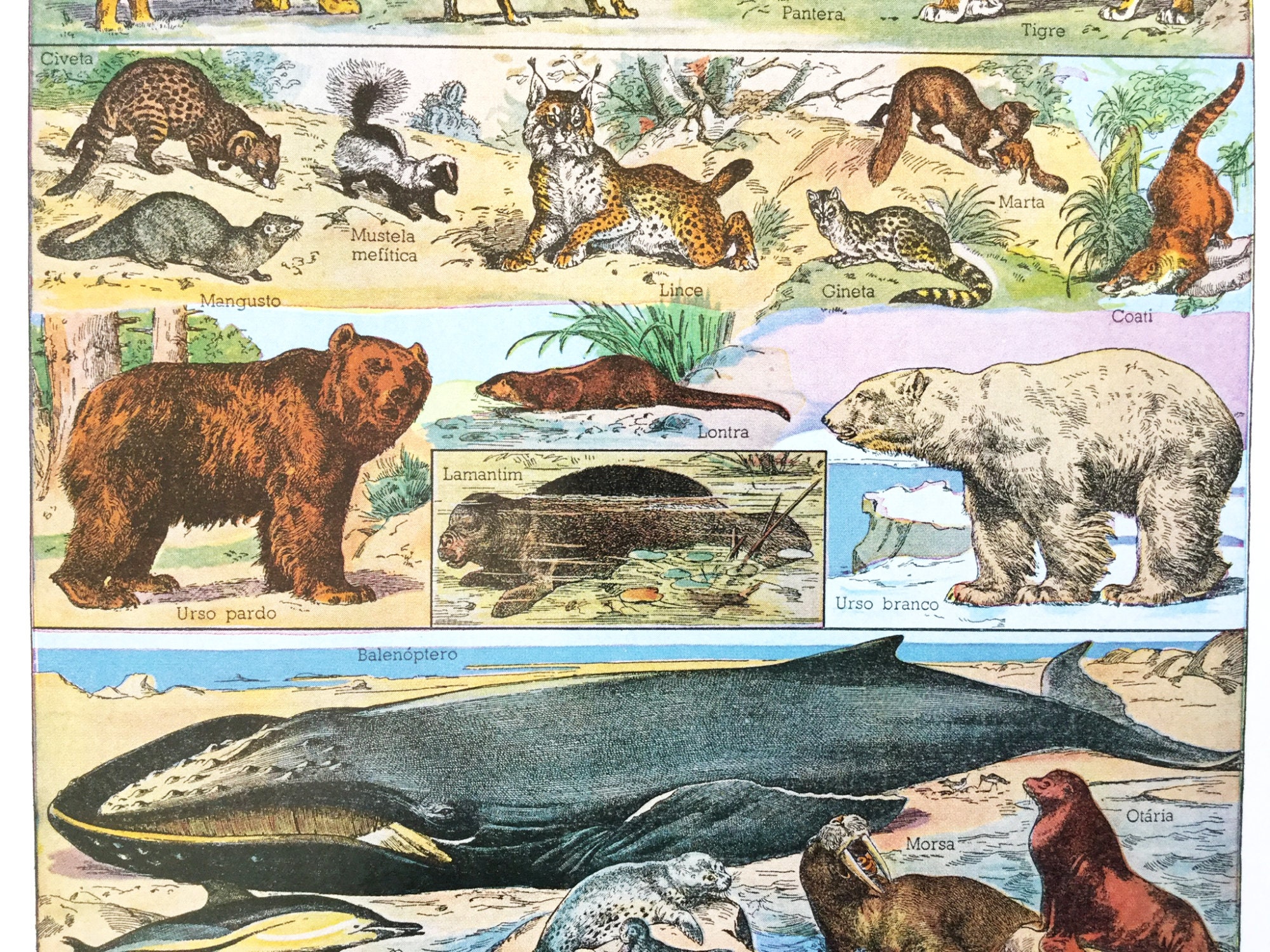 Vintage animal prints book pages animal wall art junk Etsy