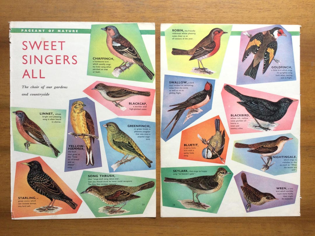 Vintage 1960s Bird Book Pages – “sweet Singers All” – Songbird Prints ...