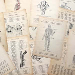 Anatomieboekpagina's, menselijk lichaam, bundel van 18, vintage anatomische kunst voor collage, veranderde kunst, junkjournal.