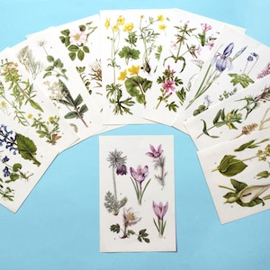 Botanical prints, vintage book pages, flower prints, wild flowers, floral wall art. Set of 10 pages.