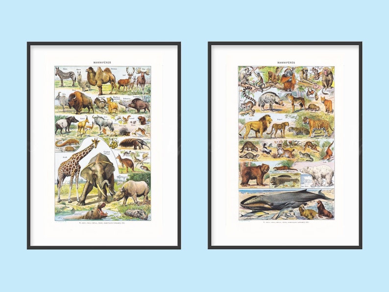 Vintage Animal Prints Book Pages Animal Wall Art Junk Etsy