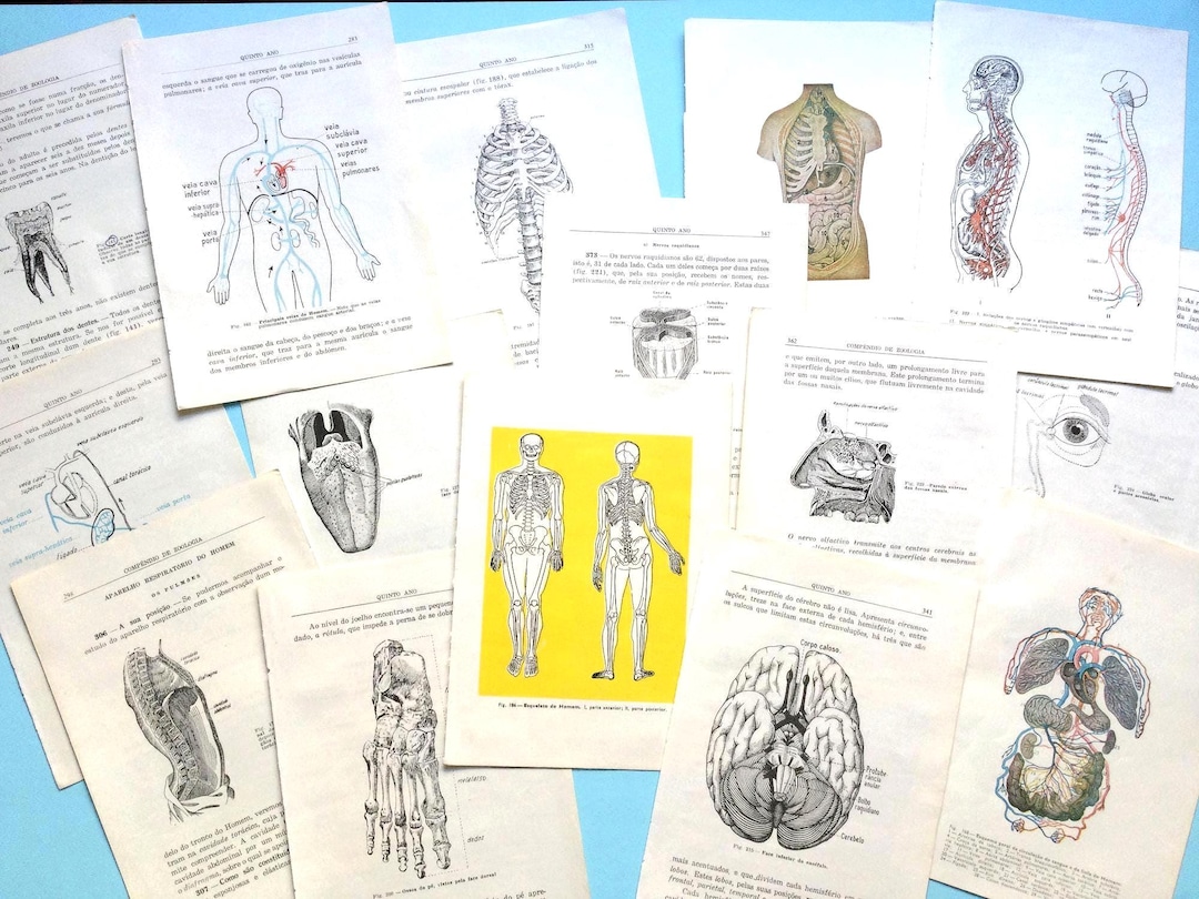 15 Vintage Anatomy Pages 1950s Human Body Illustrations, Skeleton Brain ...