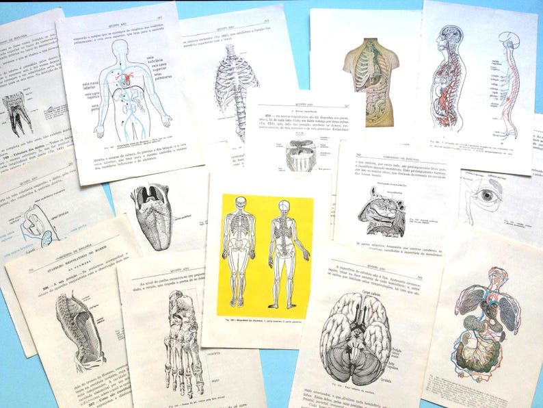 15 Vintage Anatomy Pages 1950s Human Body Illustrations, Skeleton Brain ...