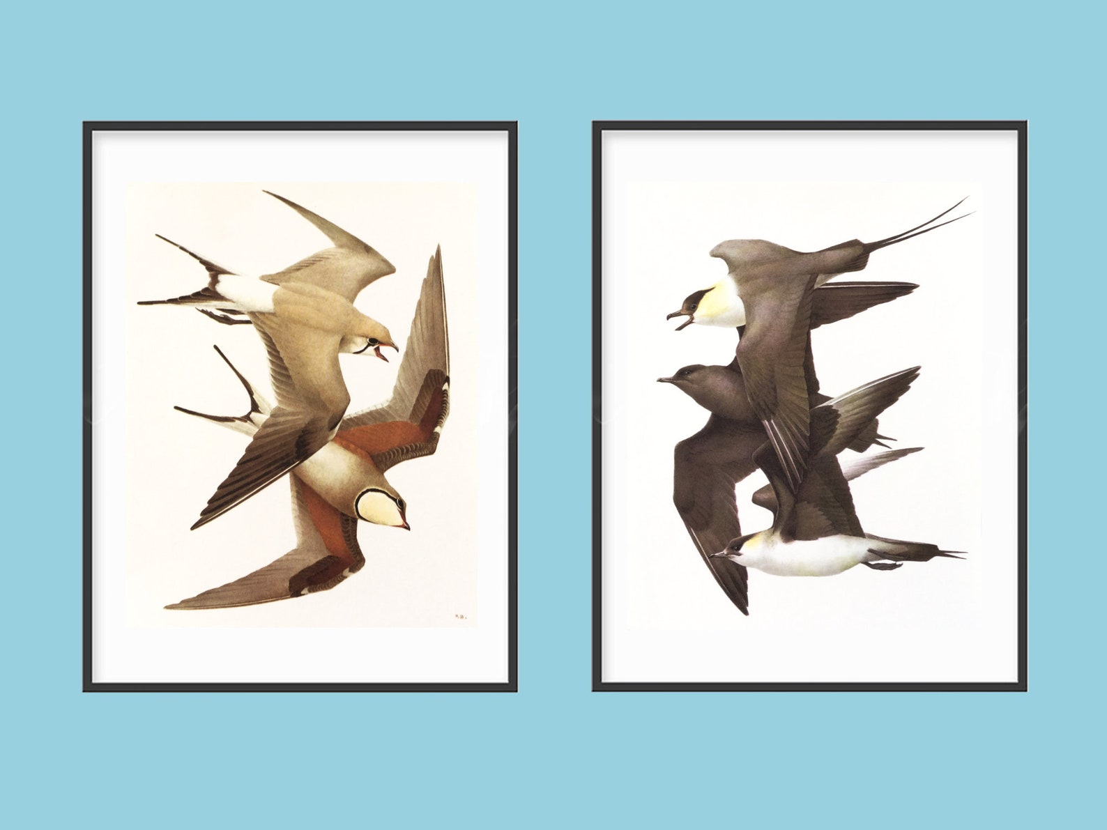 Vintage Bird Prints for Framing or Card Making Birds in Etsy