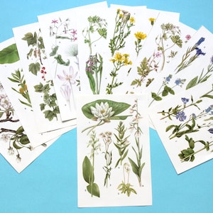 Botanical prints, vintage book pages, flower prints, wild flowers, floral wall art. Set of 10 pages.