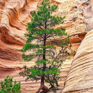 Canyon Pine, Pine Tree, Canyon, New Mexico, Tree, Scenery, Fine Art Photography, Color