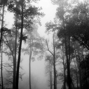Sentinels, B&W Fine Art Photography, Trees, Fog, Trees in Silhouette, Vertical, Wall Decor